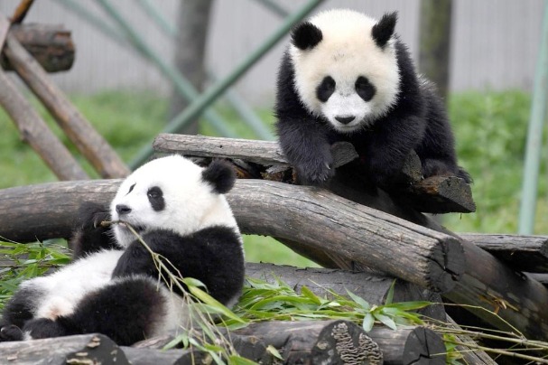 Sichuan launches ongoing tour of pandas' habitat