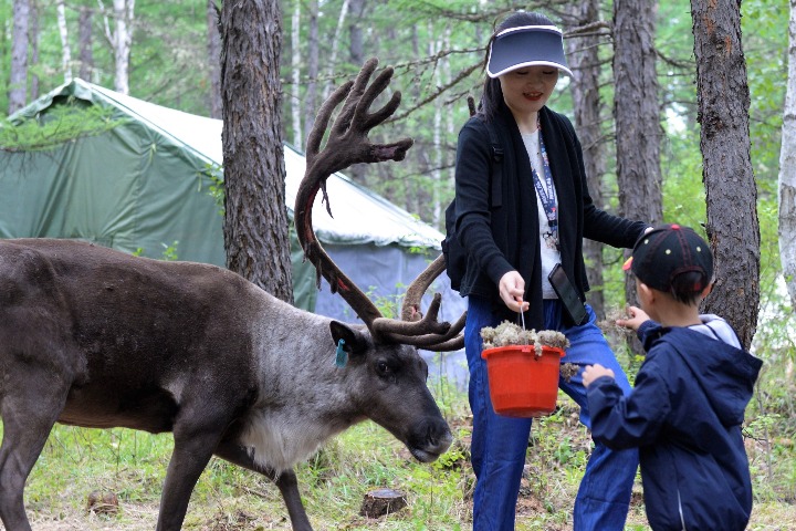 Ecological development revives, preserves Chinese reindeer tribe