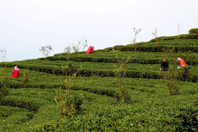 White tea brews up bright future for once-impoverished villagers