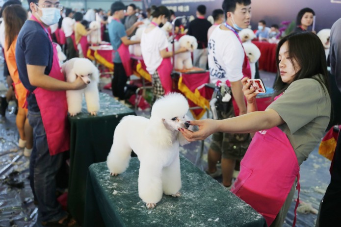 Report: China's pet industry bullish despite epidemic