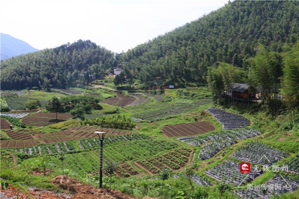 Green food industry prospers in Quzhou