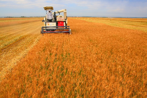 Summer wheat harvest begins