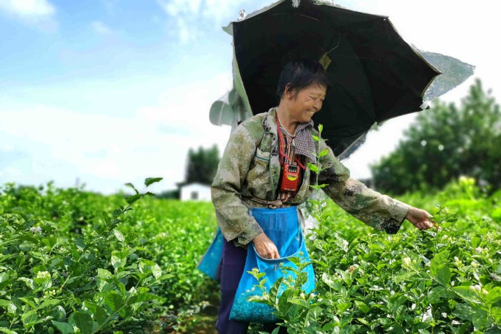 Online service platform helps jasmine industry bloom in Guangxi county