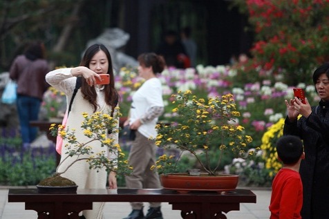 Enjoy chrysanthemum blossoms in Yangzhou