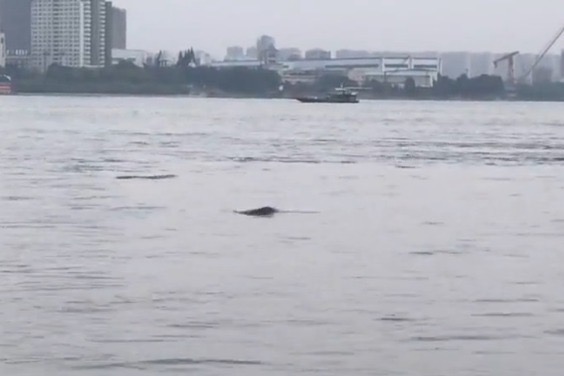 Images capture Yangtze finless porpoises in Wuhan again