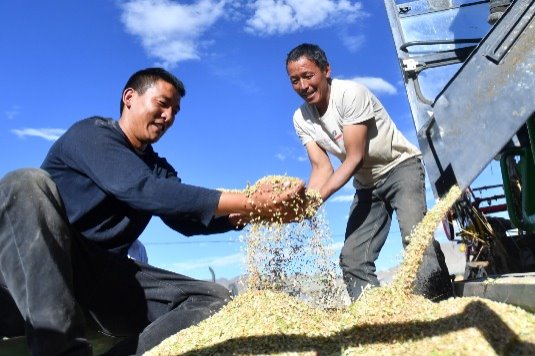 China reaps bumper 2020 harvest with grain output up 0.9 percent