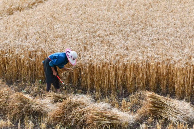 Good grain harvest lifts nation's supplies