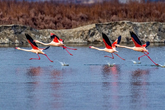 Scenic Spot attracting more birds to Shanxi