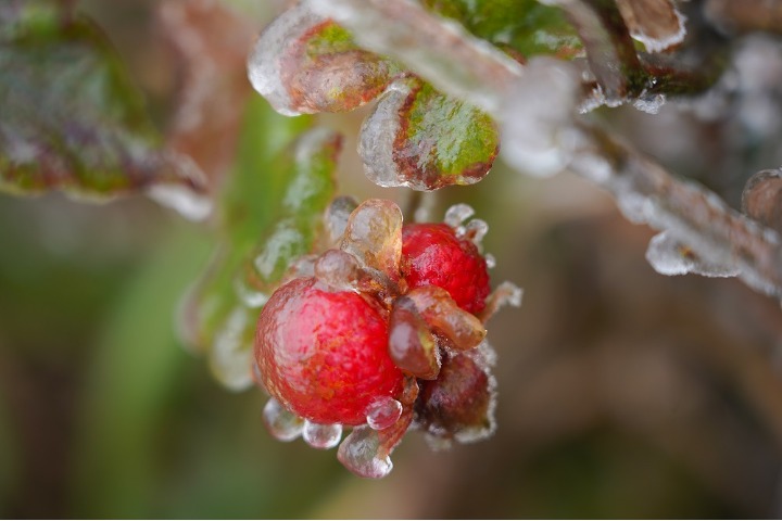 Frozen plants ‘dye’ wintertime in Guilin, Guangxi