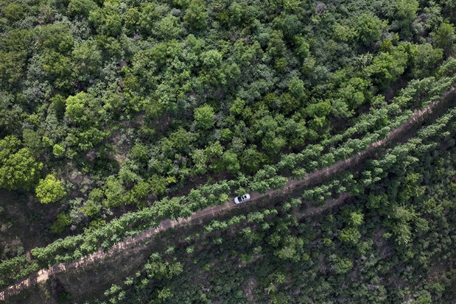 China to continue adding to forest stock