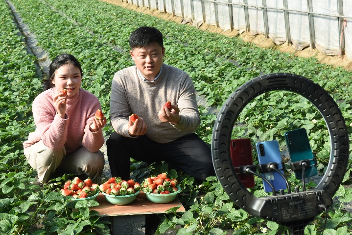 Huangchuan town live-streams to boost strawberry sales
