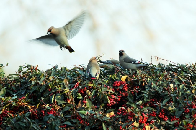 Migratory birds nestle in Yantai, Shandong