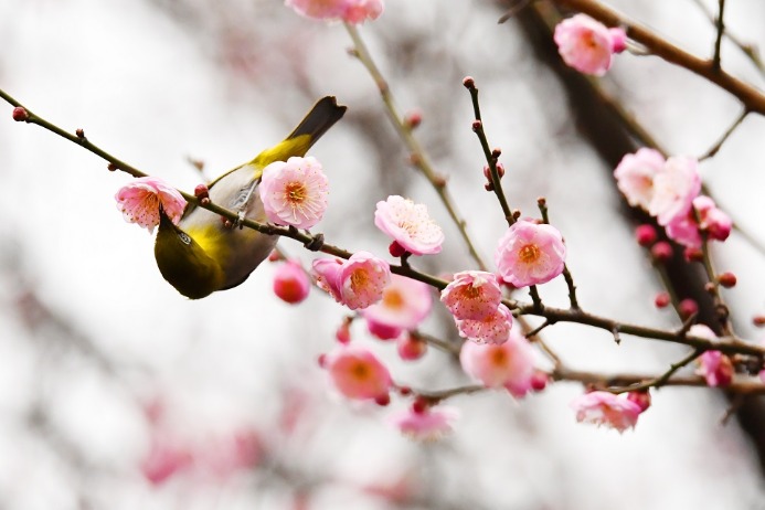 Birds and plum blossoms constitute a spring-like painted scroll in Guizhou