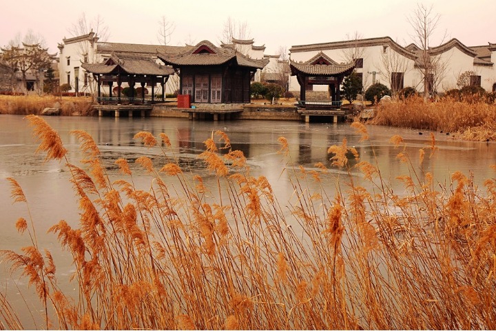 Reeds dance in wetland park of Qingdao