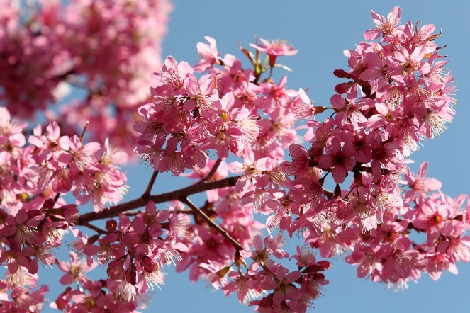Winter cherry blossoms welcome New Year in Yunnan