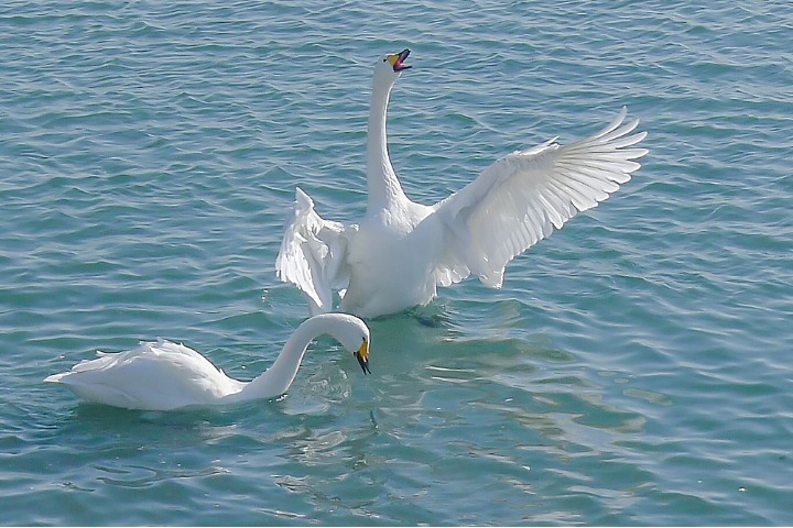 Swans add winter fun in Shandong