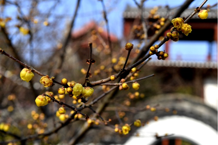 Wintersweet flowers bloom in E China town