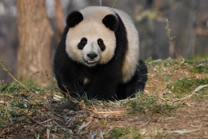 NW China's Shaanxi to build giant panda scientific park