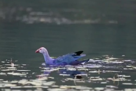 Beihai Wetland is a bird's paradise in SW China's Yunnan