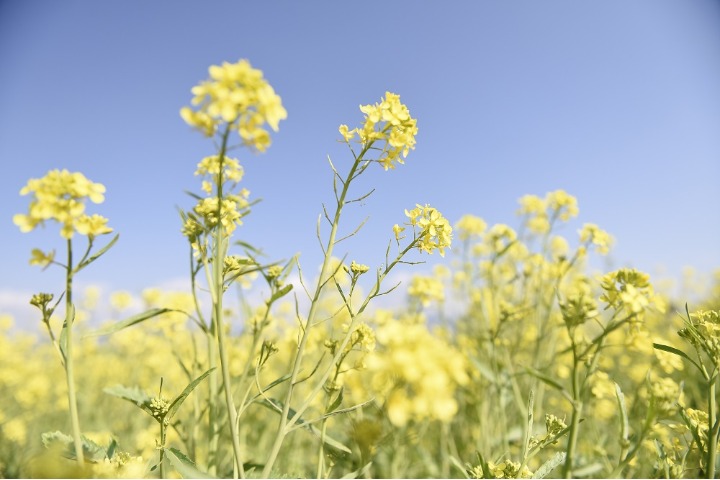 Rapeseed flowers bloom to welcome spring in Yunnan