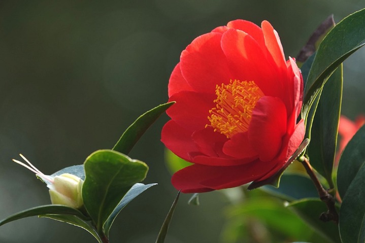 Blooming camellias welcome spring in Nanning