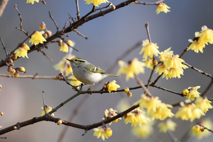 Bird and flowers call for spring in SW China's Guizhou