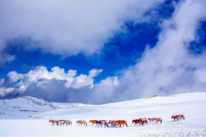 White snow blankets vast grassland in W Xinjiang