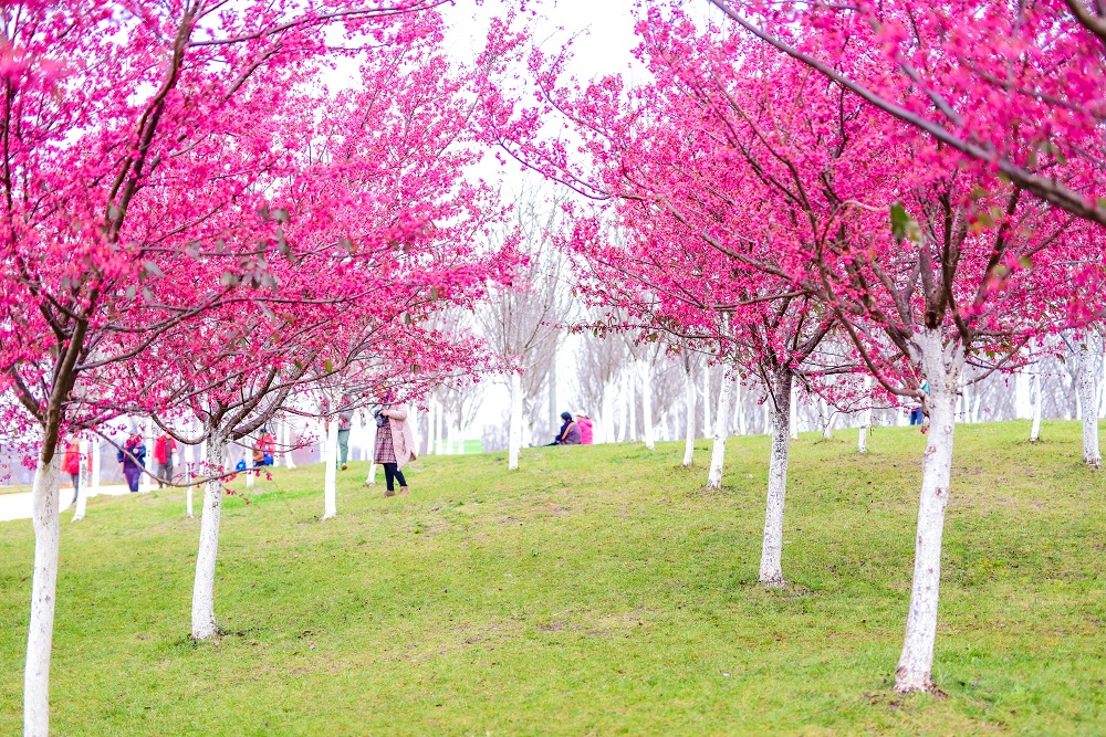 Cherry blossoms light up valley in Kunming | govt.chinadaily.com.cn