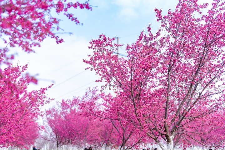 Cherry blossoms light up valley in Kunming
