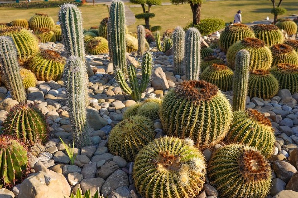 Cactus forest is charming scenic attraction in Yunnan