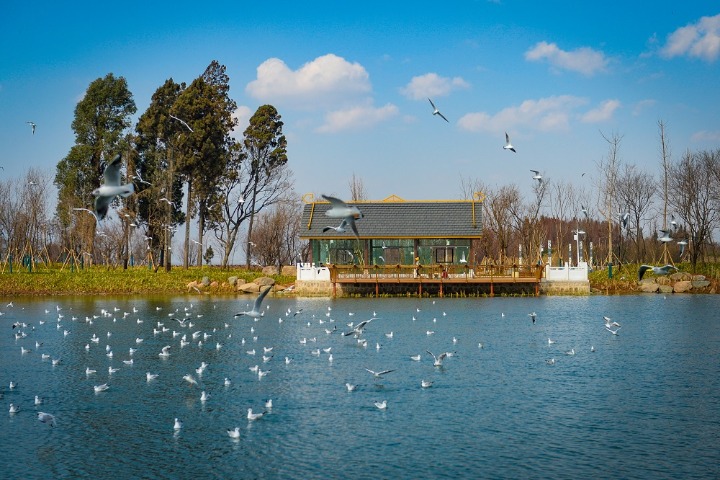 Wetland parks boost ecological harmony in Kunming
