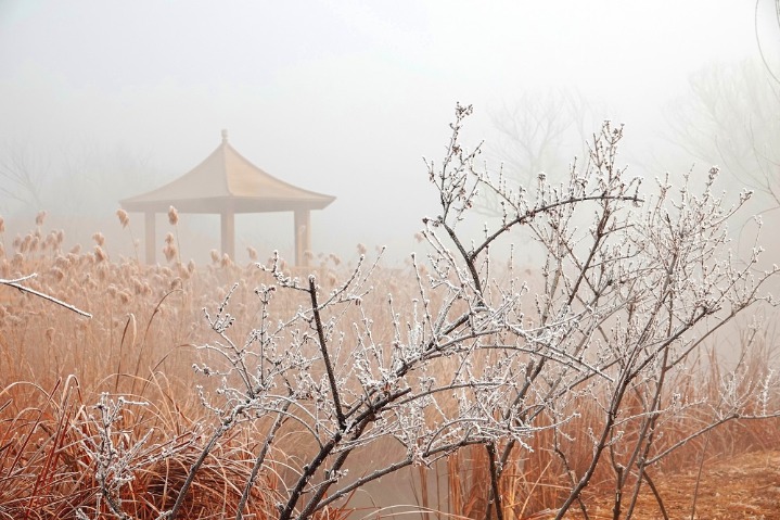 Rime veil reeds in morning mist in southwestern Beijing
