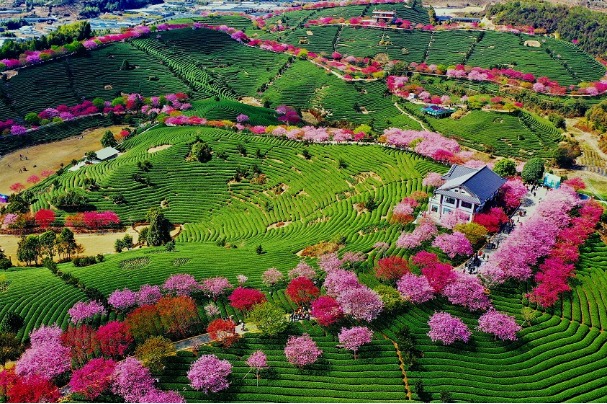 Cherry blossoms dazzle tourists in Fujian