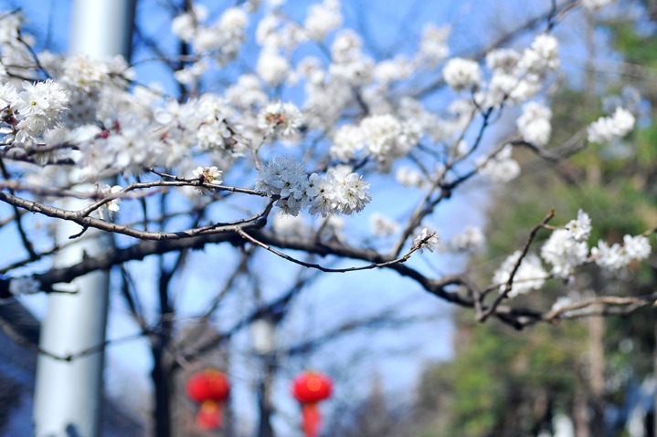 Sakura heralds coming of spring