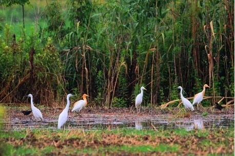 Wuxi's law for wetland protection to take effect May 1