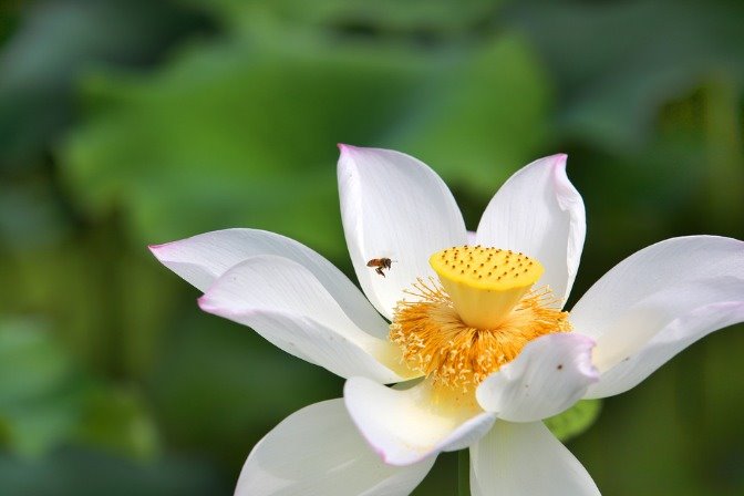 Chinese researchers share lotus gene database