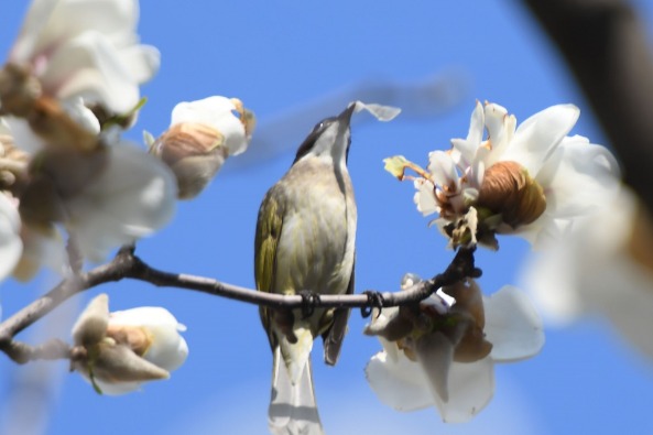 Magnolias and birds perform a ‘Spring Sonata’ in Anhui