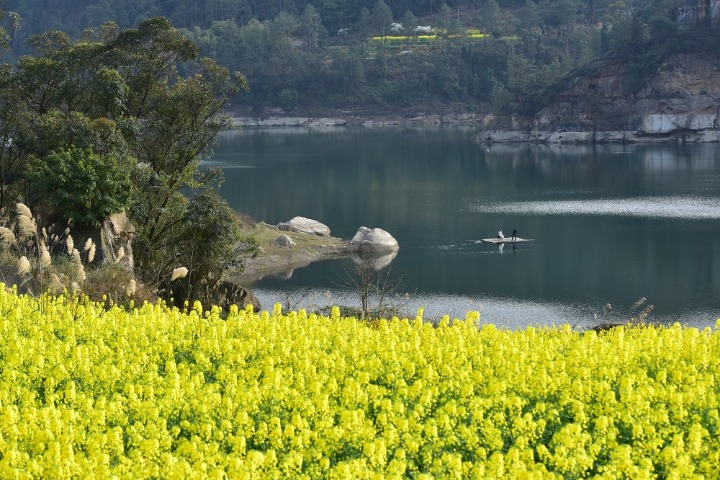 Flowers dye terraced fields gold in Sichuan