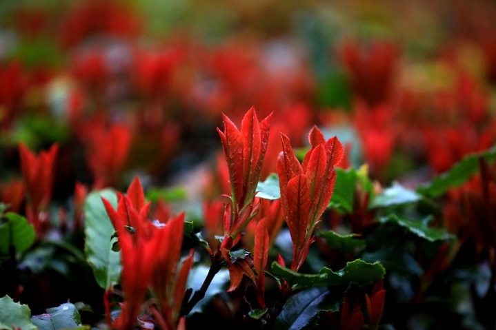 Plants make up thriving spring time in Jiangsu