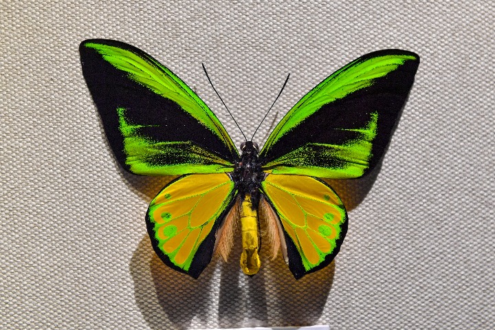 Exhibition takes a closer look at insects