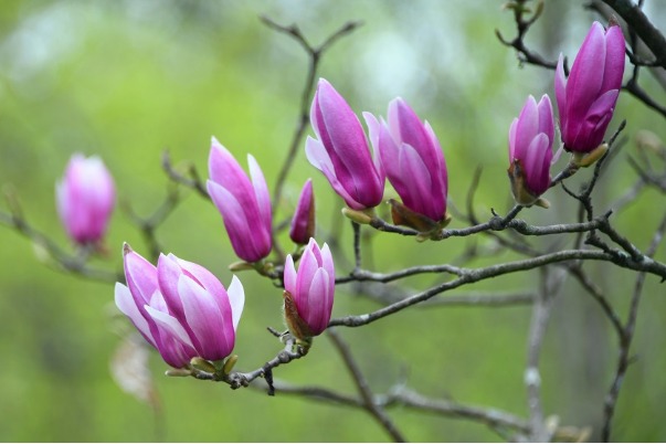 Magnolias bloom, heralding spring in Hubei