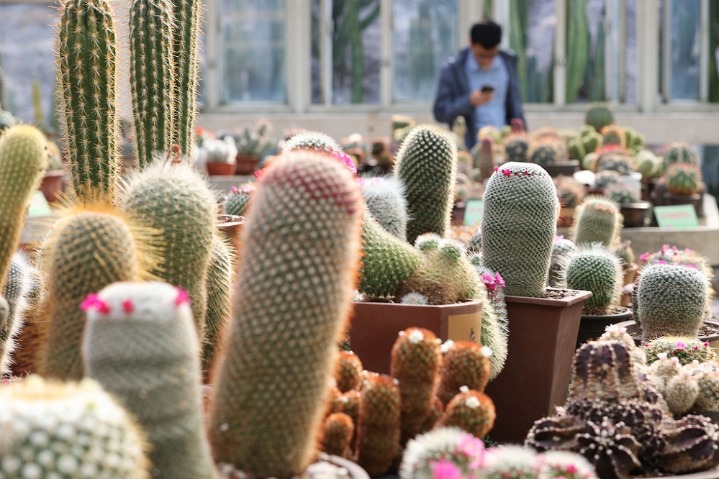 Succulents a hot attraction for spring outings in Xiamen