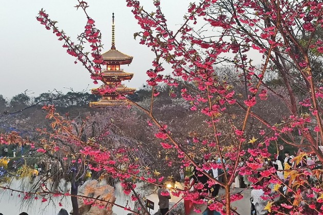 Cherry blossoms make up dreamlike spring in Wuhan