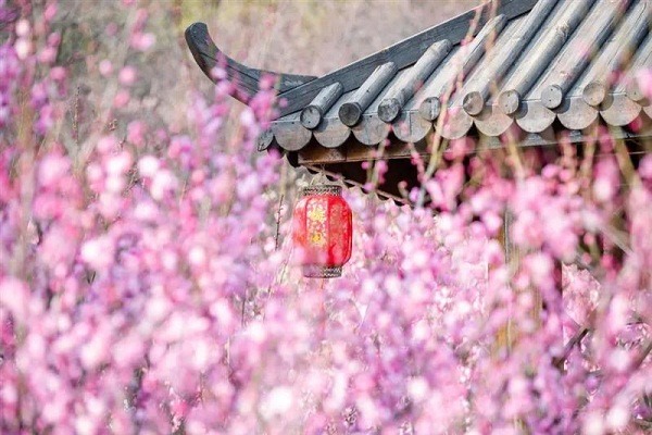 Flower blossom scents to fill Wuxi