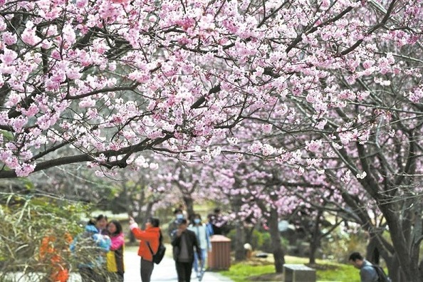 Cherry blossom season in Wuxi approaches