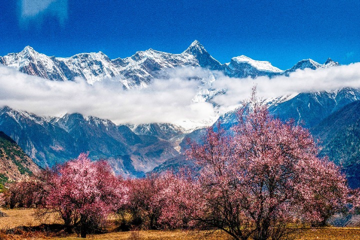 Annual peach blossom festival to start in Tibet this week