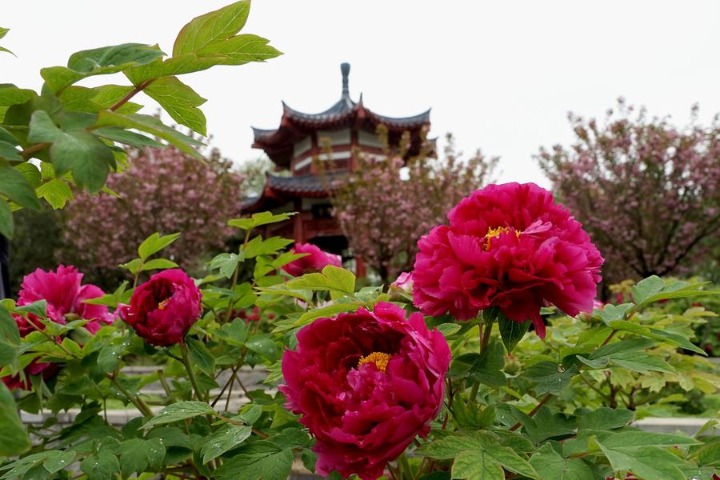 First-ever peony museum to open in Central China's Henan