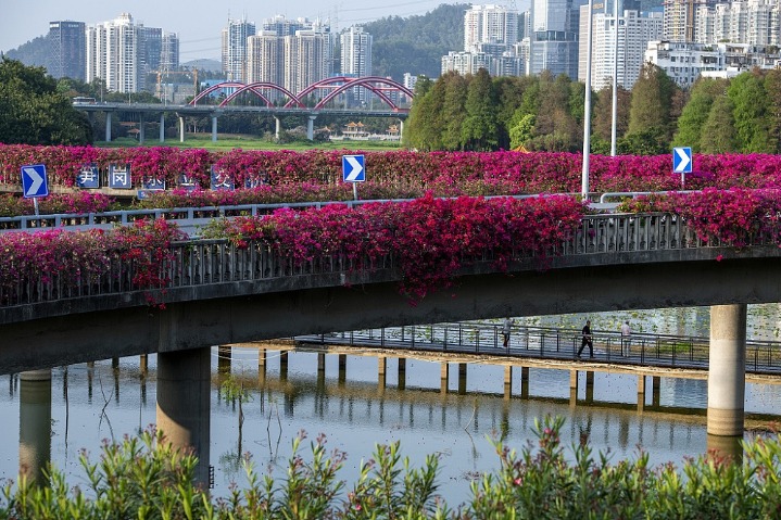Shenzhen interchange lined with pink flowers in spring