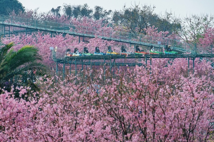 Chengdu’s spring plum blossoms offer stunning photo opportunities