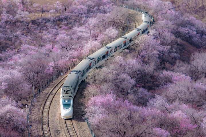 Suburban high-speed train crosses a sea of flowers in Beijing